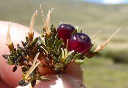 Image of Coprosma atropurpurea (Cockayne & Allan) L. B. Moore