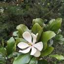 Image de Magnolia poasana (Pittier) Dandy