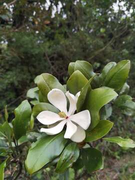 Image of Magnolia poasana (Pittier) Dandy