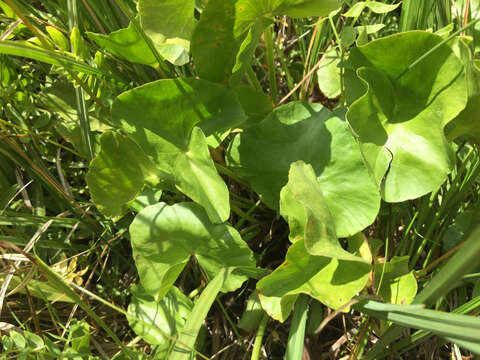 Image de Caltha leptosepala DC.