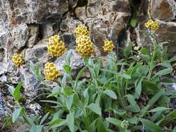 Image of Myosotis macrantha (Hook. fil.) Benth. & Hook. fil.