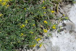 Image of Medicago rupestris M. Bieb.