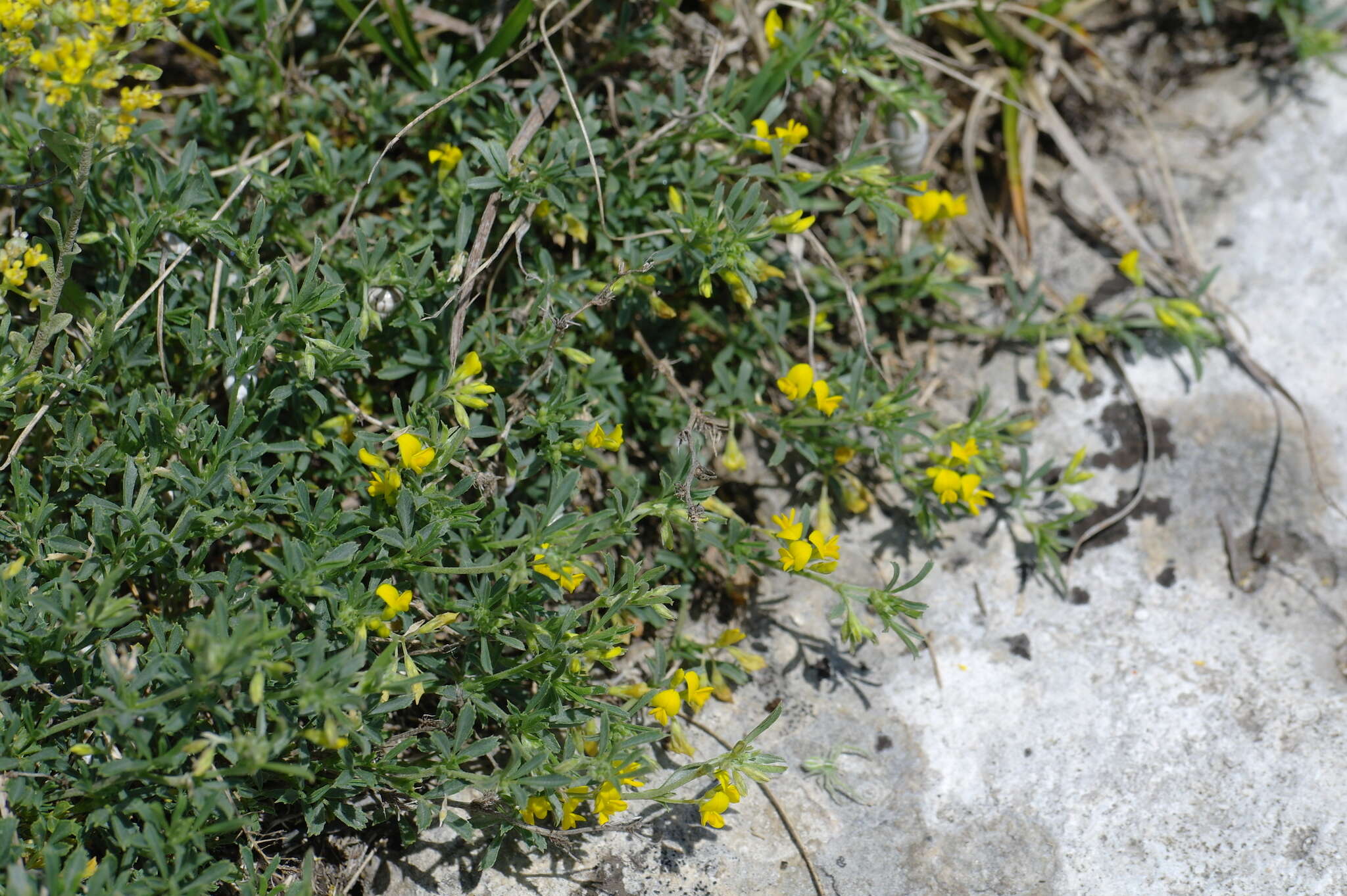 Image of Medicago rupestris M. Bieb.