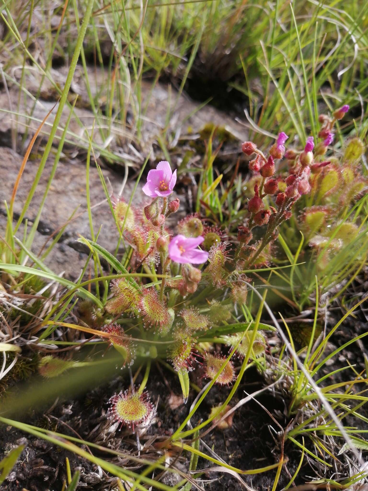 Image of Drosera collinsiae Brown ex Burtt Davy