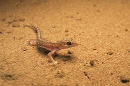 Image of Beaded Gecko