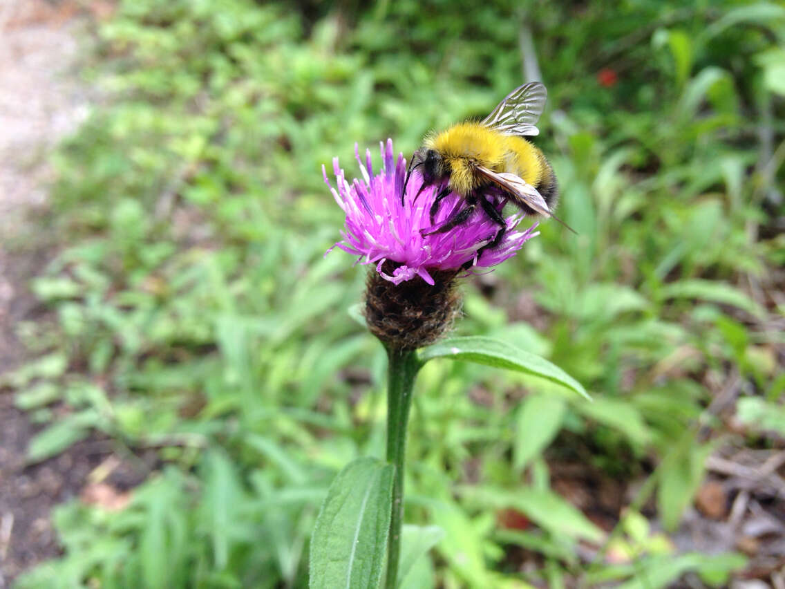 Image of Confusing Bumblebee