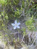 Image of Centaurium scilloides (L. fil.) Samp.