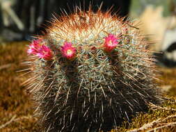 Image of Mammillaria nunezii subsp. nunezii