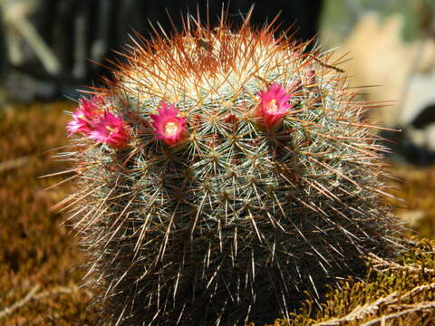 Image of Mammillaria nunezii (Britton & Rose) Orcutt