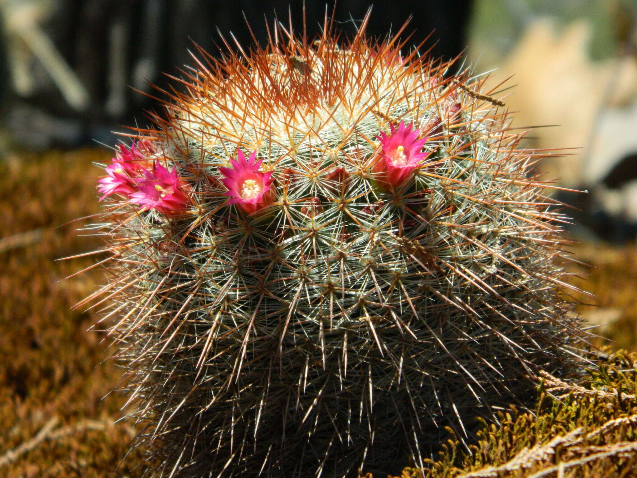 Mammillaria nunezii subsp. nunezii的圖片