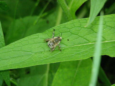 Image of Anthophora plumipes (Pallas 1772)