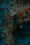 Image of Orange ridge black slug