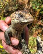 Image of Tiliqua rugosa rugosa Gray 1825