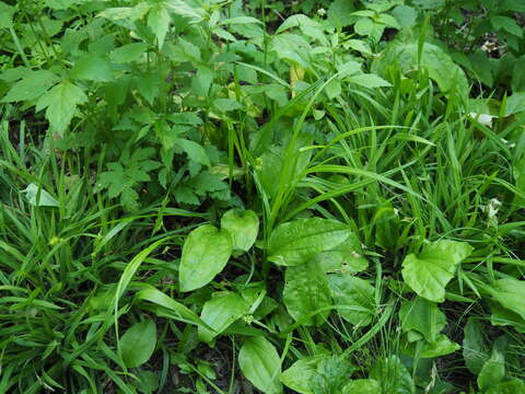 Image of Thin-Leaf Sedge