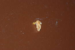 Image of Beutenmueller's Slug Moth