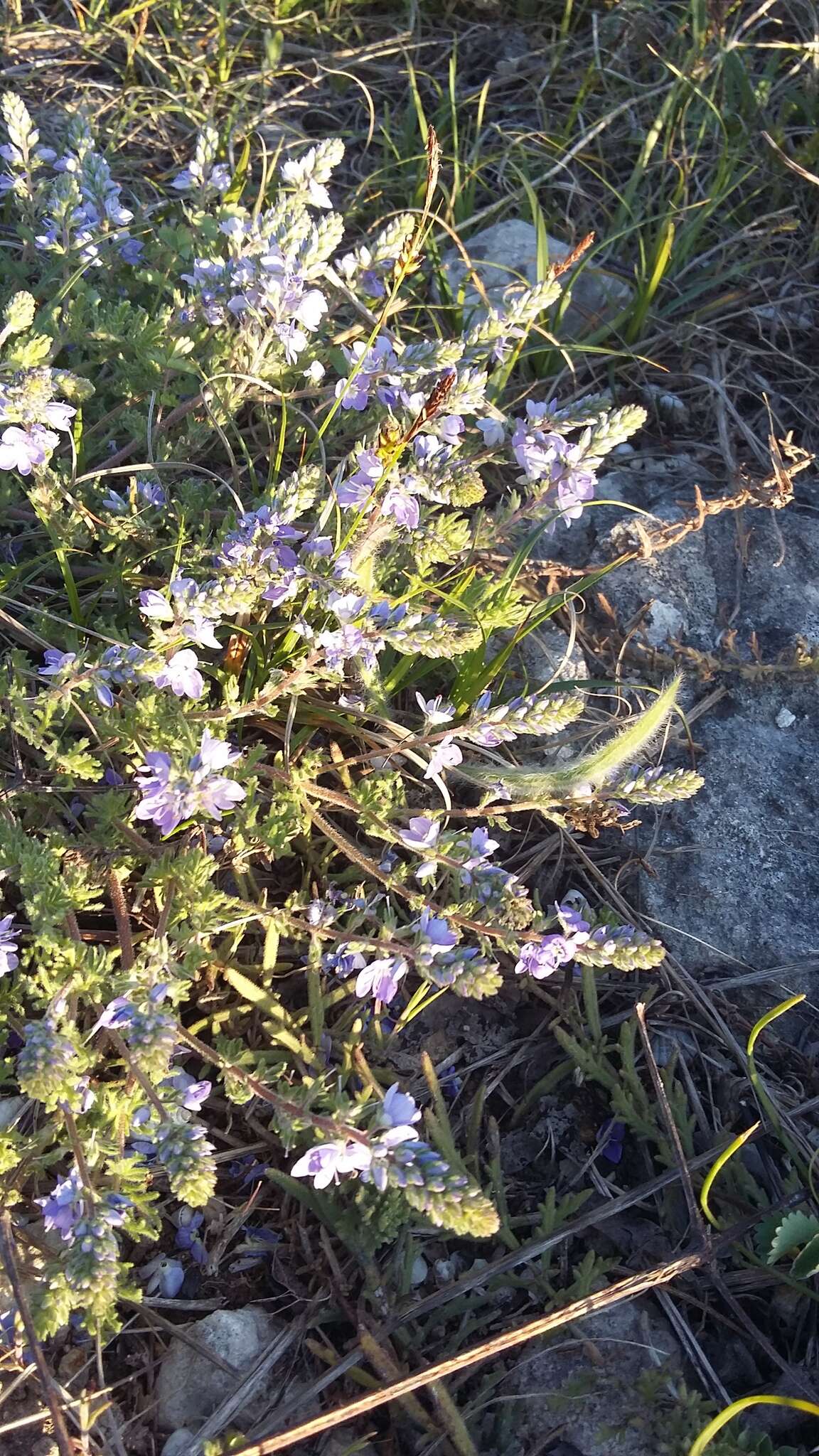 Слика од Veronica capsellicarpa Dubovik