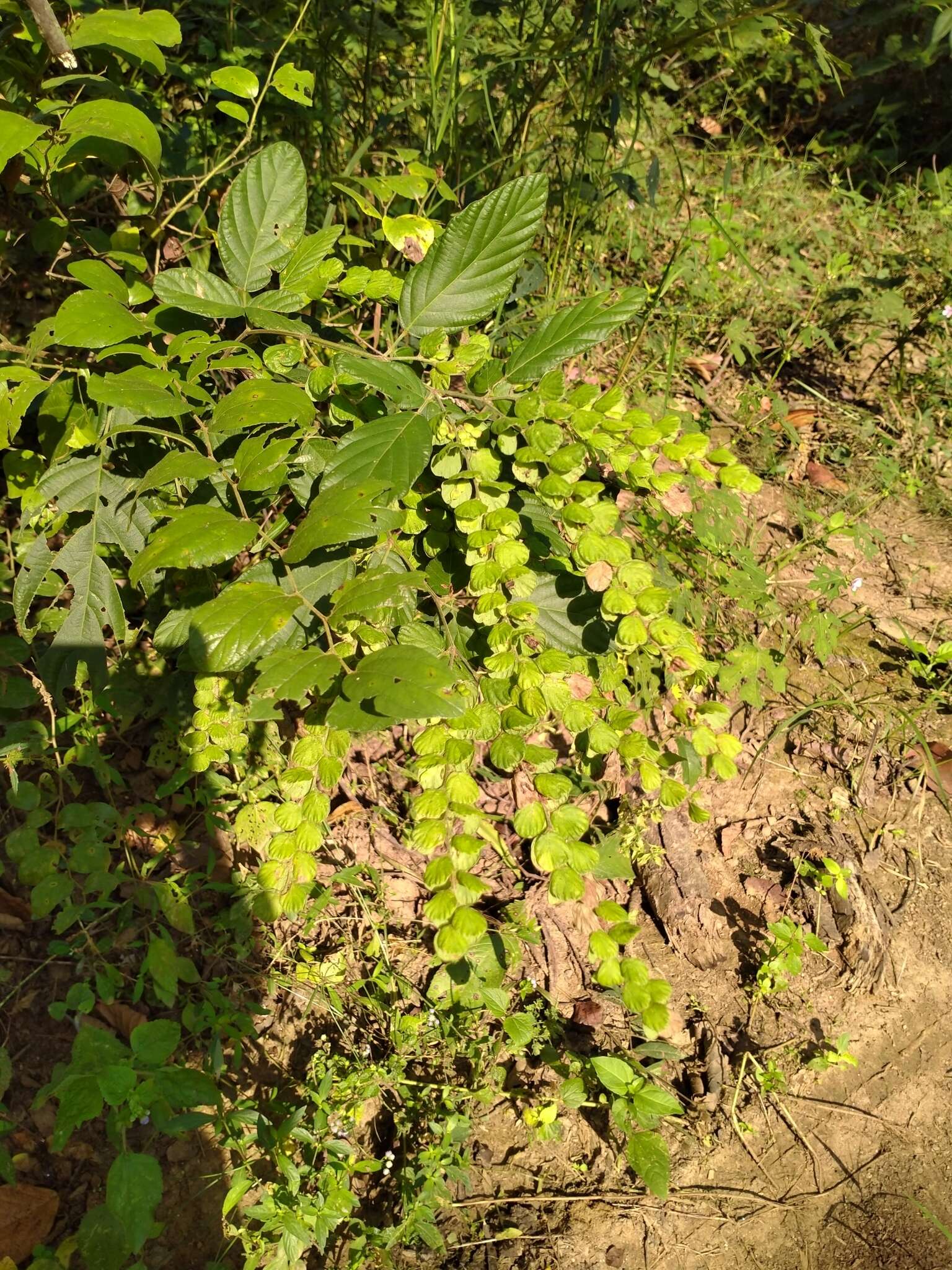 Sivun Phyllodium pulchellum (L.) Desv. kuva