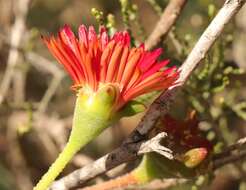 Image of Drosanthemum edwardsiae L. Bol.