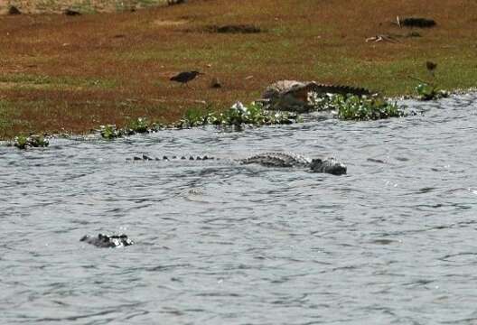 Image of Nile crocodile