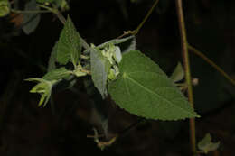 Sivun Pavonia sidifolia Kunth kuva
