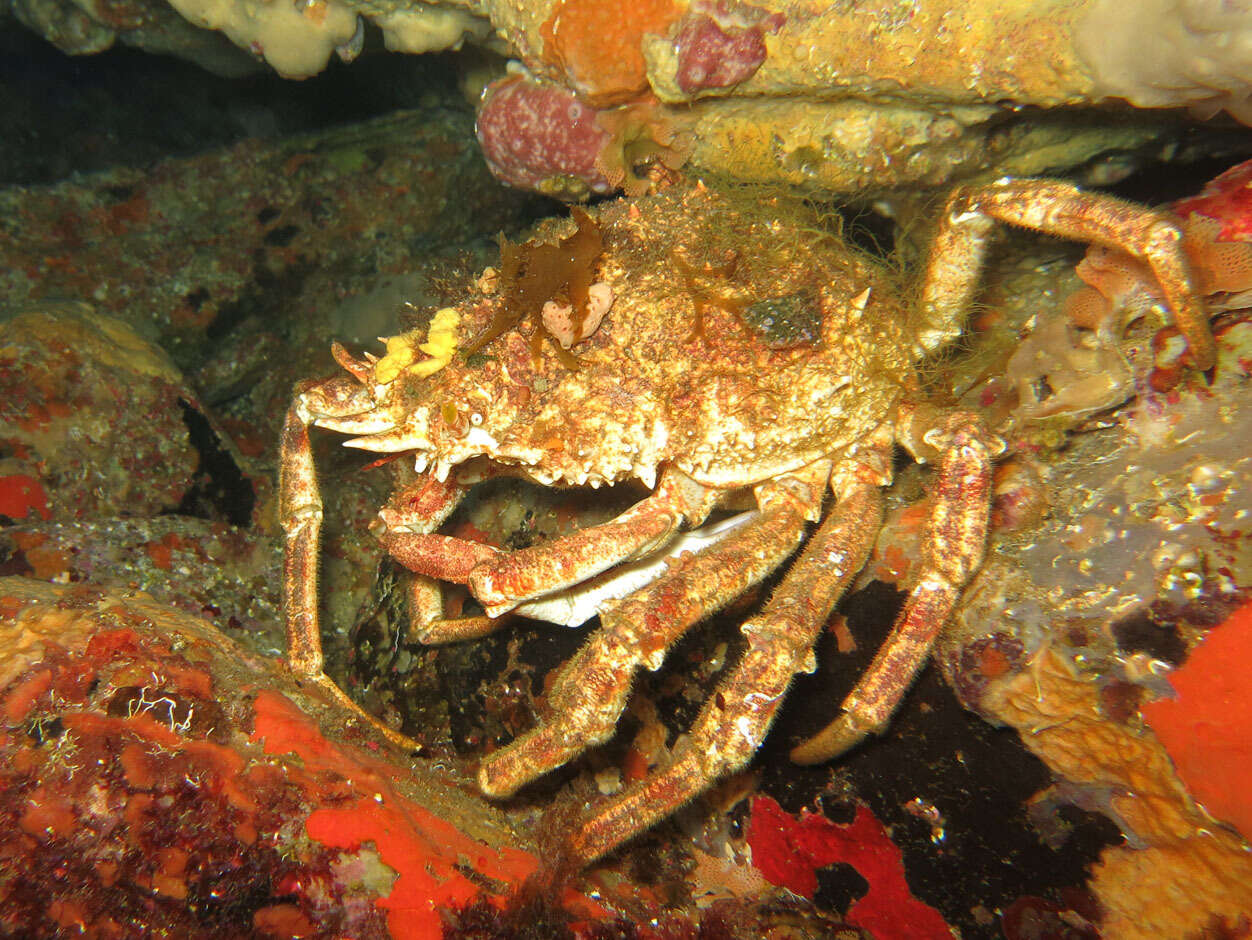 Image de araignée de Méditerranée