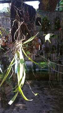 Image of Aeranthes ramosa Rolfe