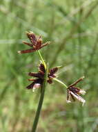 Imagem de Cyperus marginatus Thunb.