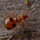 Image of Loricula bipunctata (Perris 1857)