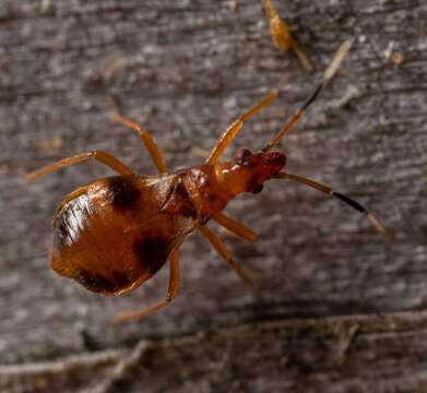 Image of Loricula bipunctata (Perris 1857)