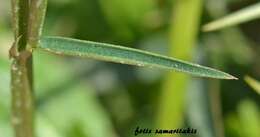 Image of Lathyrus neurolobus Boiss. & Heldr.