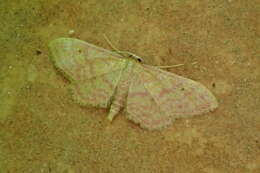 Image of Idaea rhodogrammaria Püngeler 1913