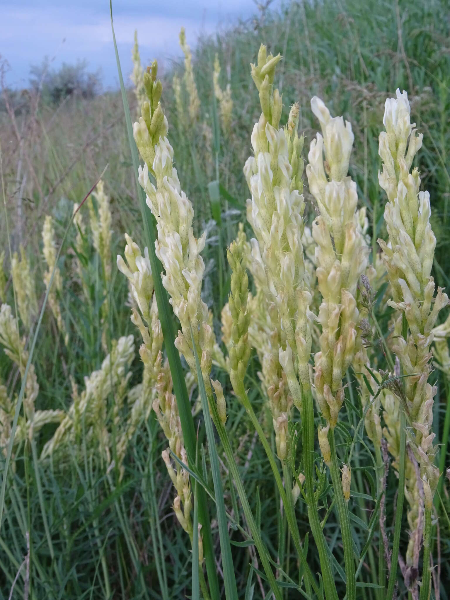 Imagem de Astragalus asper Jacq.