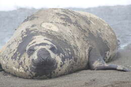 Imagem de Elefante-marinho-do-sul