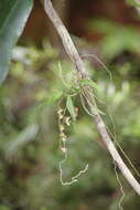 Plancia ëd Plectorrhiza tridentata (Lindl.) Dockrill