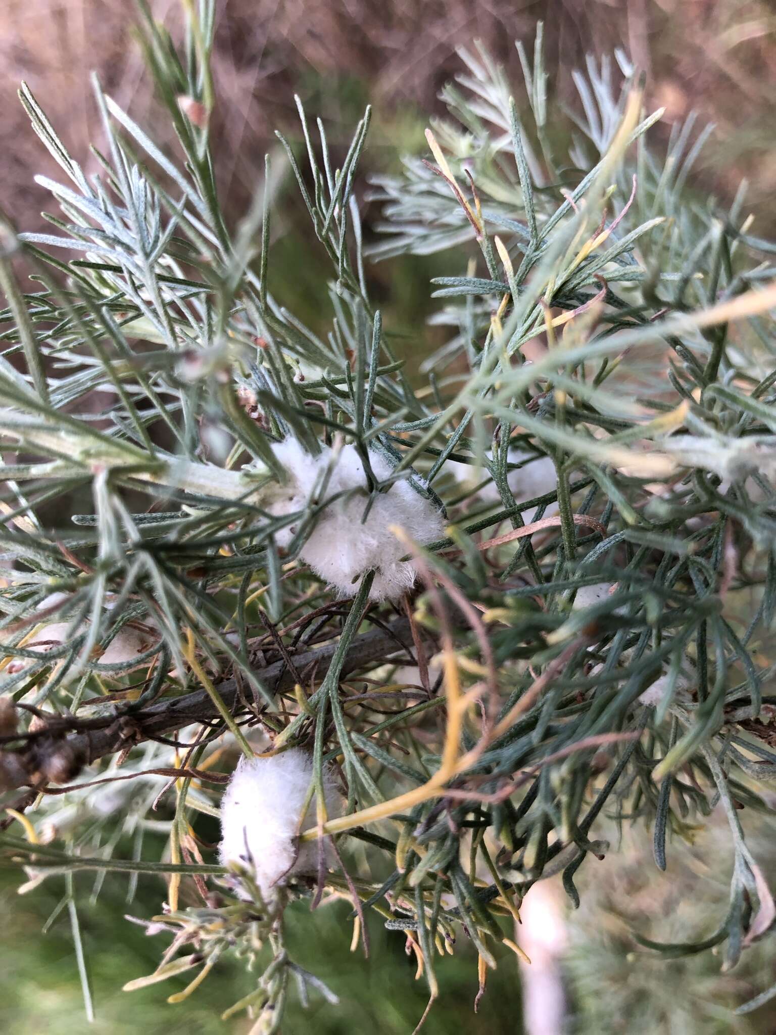 Plancia ëd Rhopalomyia floccosa (Felt 1916)