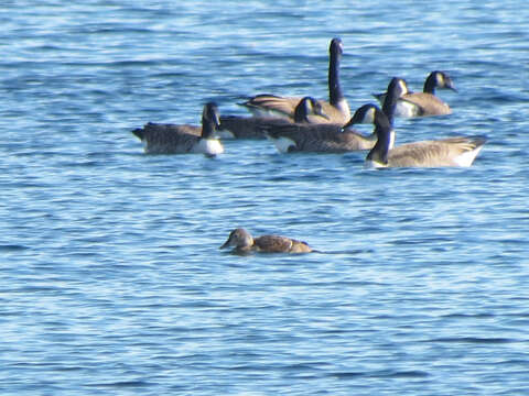 Image of King Eider