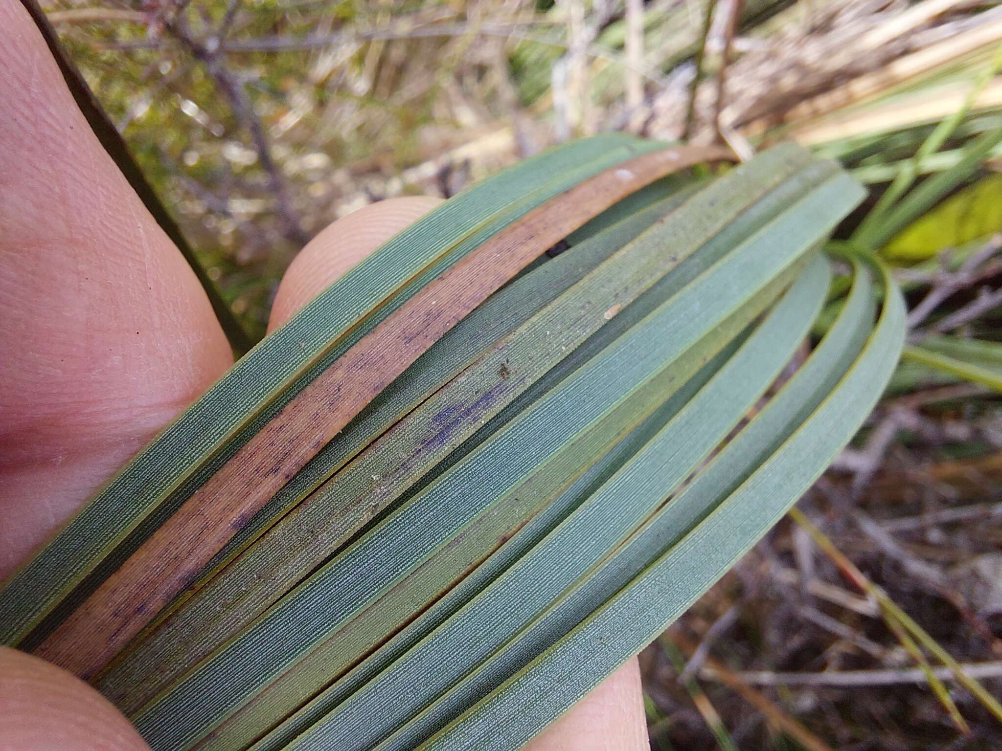 Image of Xanthorrhoea resinosa Pers.