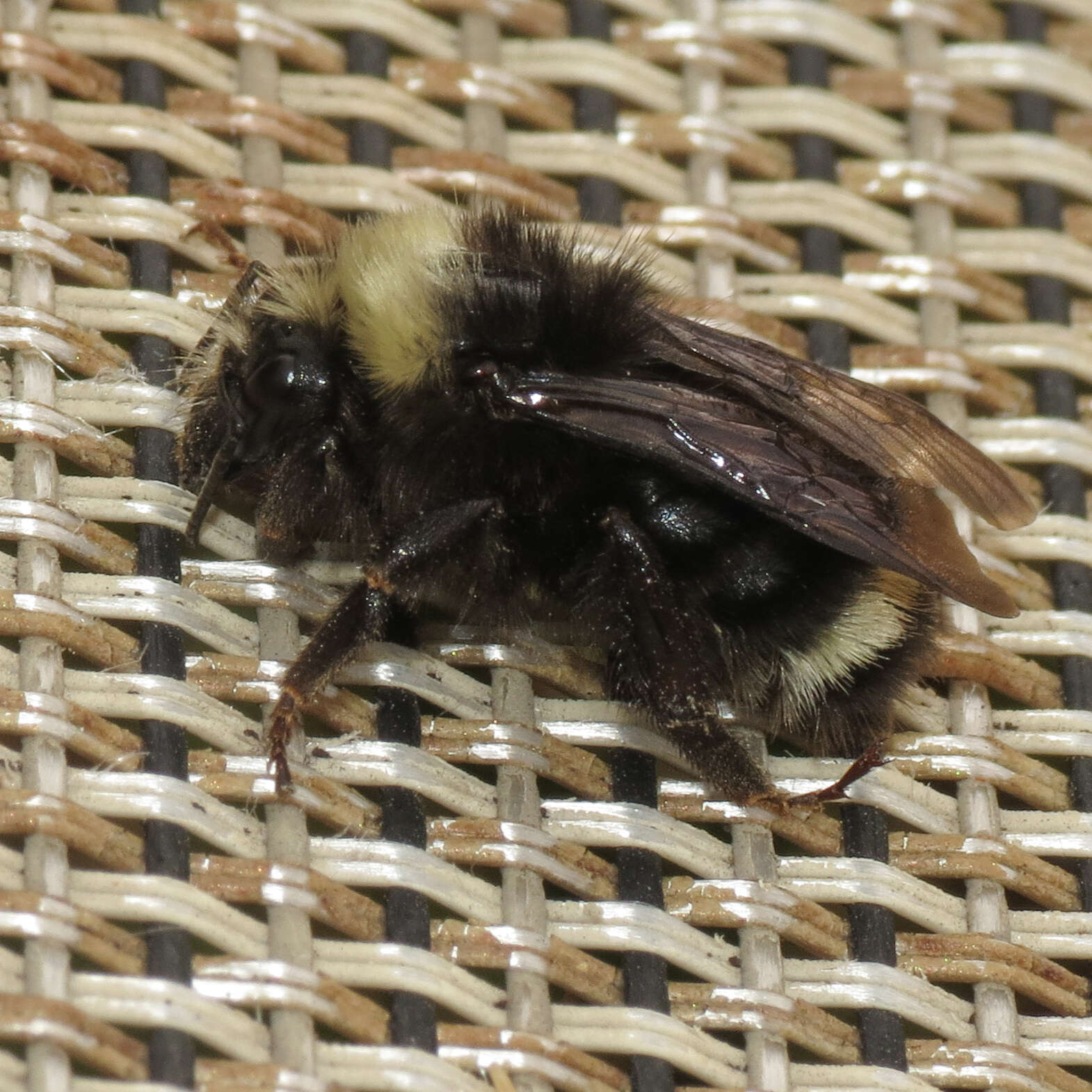 Image of Obscure Bumble Bee