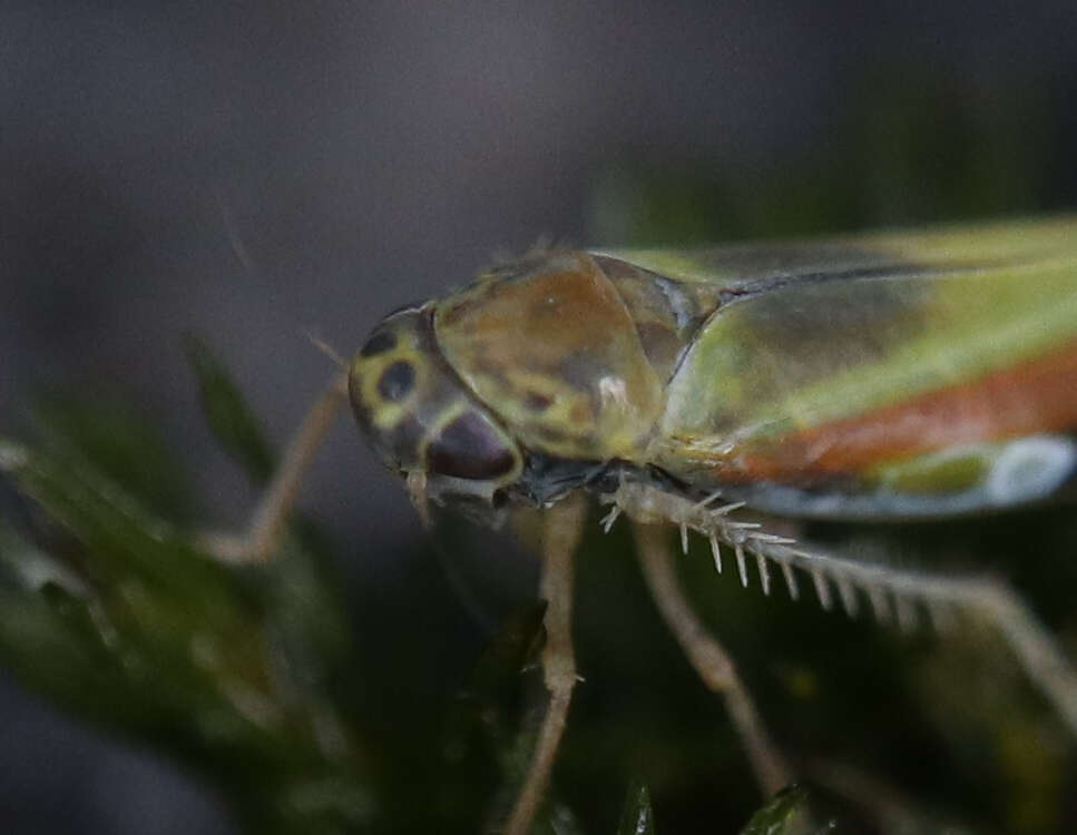 Plancia ëd Igutettix oculatus (Lindberg 1929)