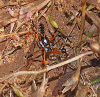 Image of Poecilosphodrus gratiosus (Stål 1859)