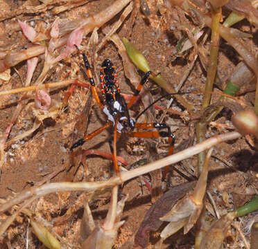 Image of Poecilosphodrus Reuter 1887