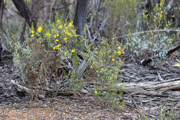 Image of Hibbertia exasperata (Steudel) Briq.