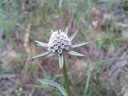 Image of Eryngium pinnatifidum Bunge