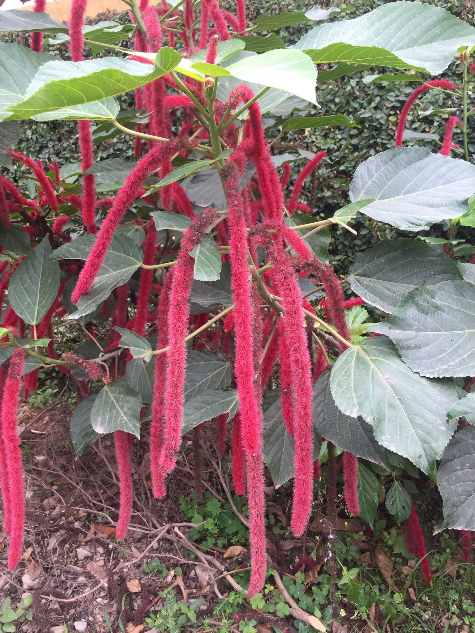 Image of chenille plant