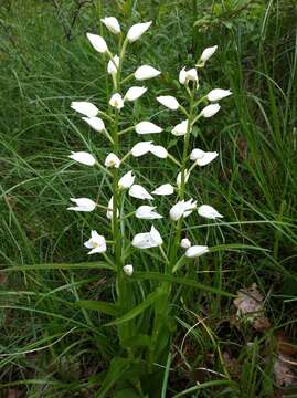 Image of Sword-leaved helleborine