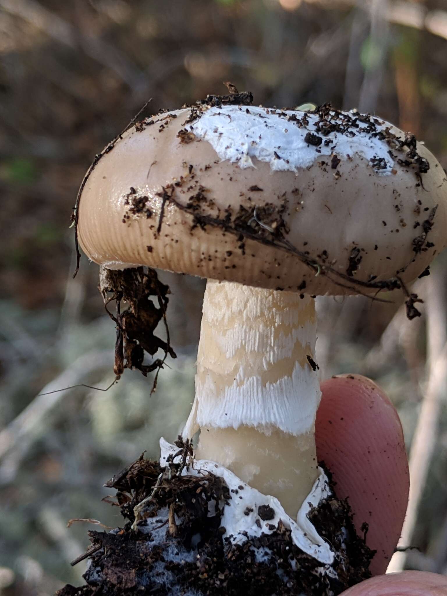 Image of Amanita calyptratoides Peck 1909