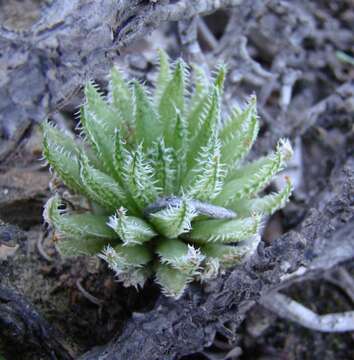 Image of Haworthia herbacea var. herbacea