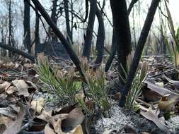 Imagem de Banksia spinulosa Sm.