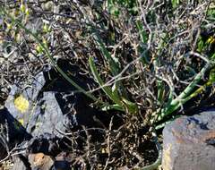 Image of Bulbine triebneri Dinter