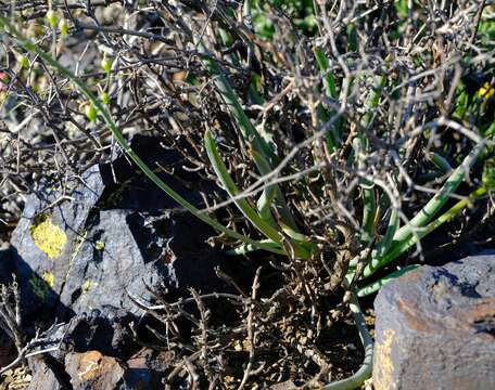 Image of Bulbine triebneri Dinter